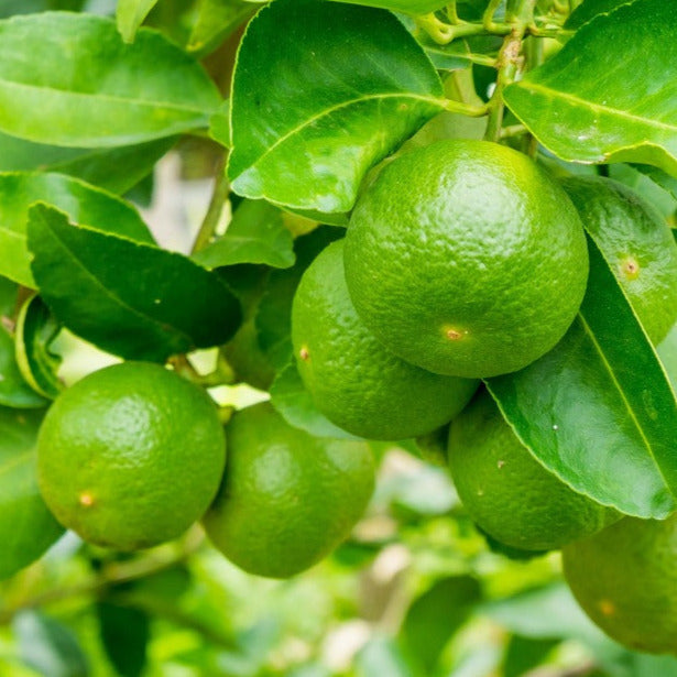 Citrus Lime Tahitian - A Zesty Delight for Your Garden