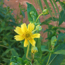 Load image into Gallery viewer, Niger Seed 1kg Bag – Premium Bird Feed