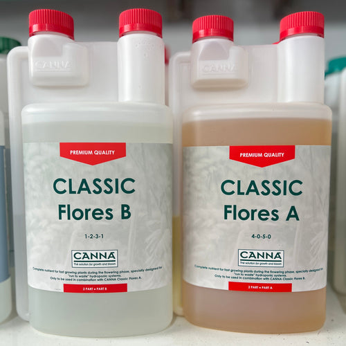 Canna Classic Flores