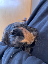 Load image into Gallery viewer, Guinea Pigs
