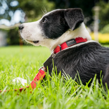 Load image into Gallery viewer, Red Dingo Elegant Dog Collar - Vegan Leather