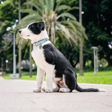 Load image into Gallery viewer, Red Dingo Elegant Dog Collar - Vegan Leather