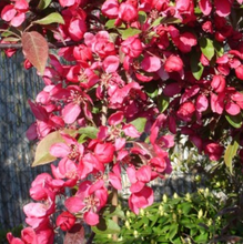 Load image into Gallery viewer, Crabapple - Malus ‘Wrights Scarlet’
