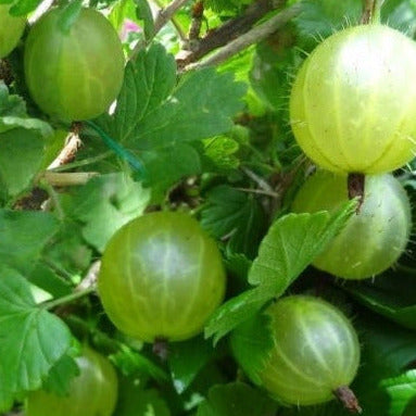 Gooseberry Invicta - Thriving in Various Light Conditions - Campbell's Garden Centre, Gore