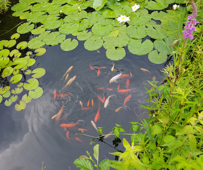🐌🌱🌿 Pond Harmony: A Comprehensive Guide to Building a Thriving Water Haven in Your Garden 🌿🌺🐠