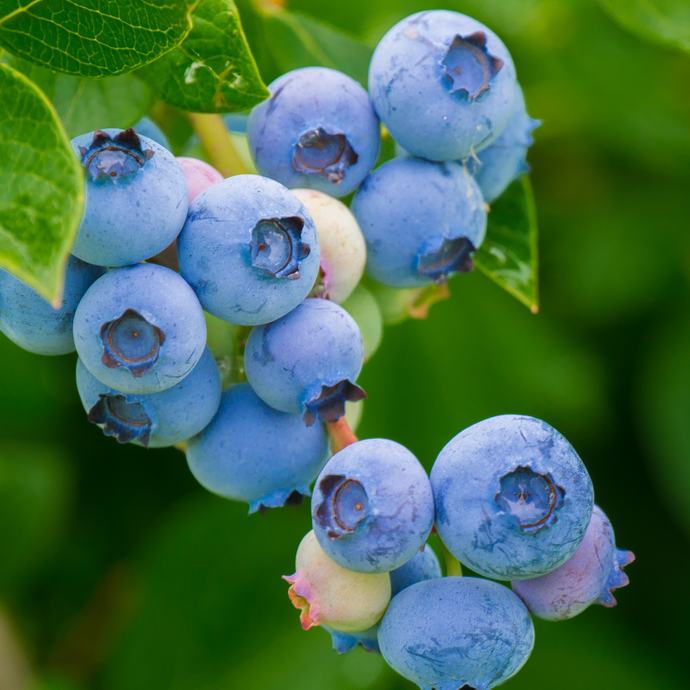 Cultivating Blueberries in Southland, New Zealand: A Guide to Northern High Bush Varieties and Planting Strategies