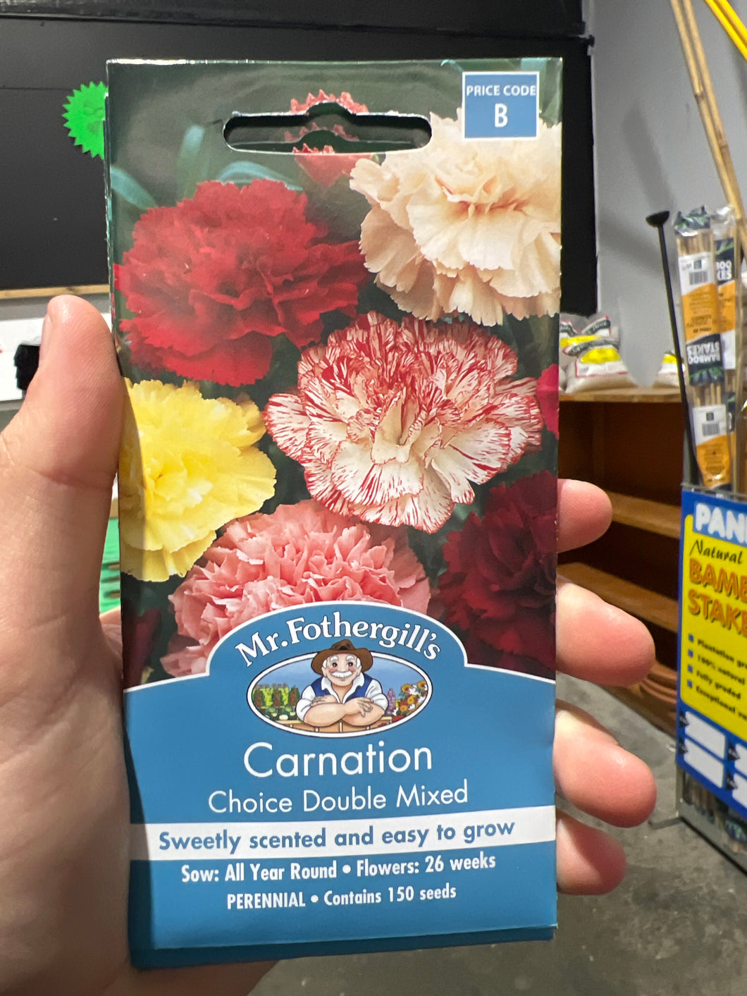 Carnation