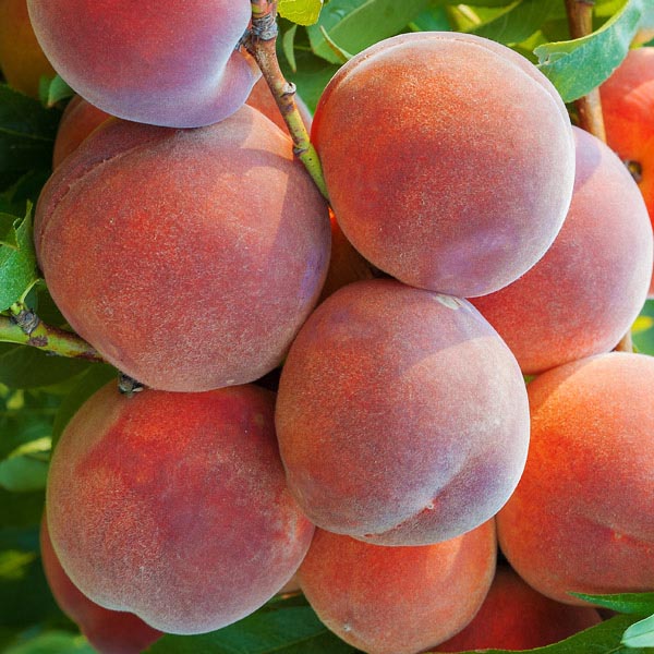 Peach Dixiered