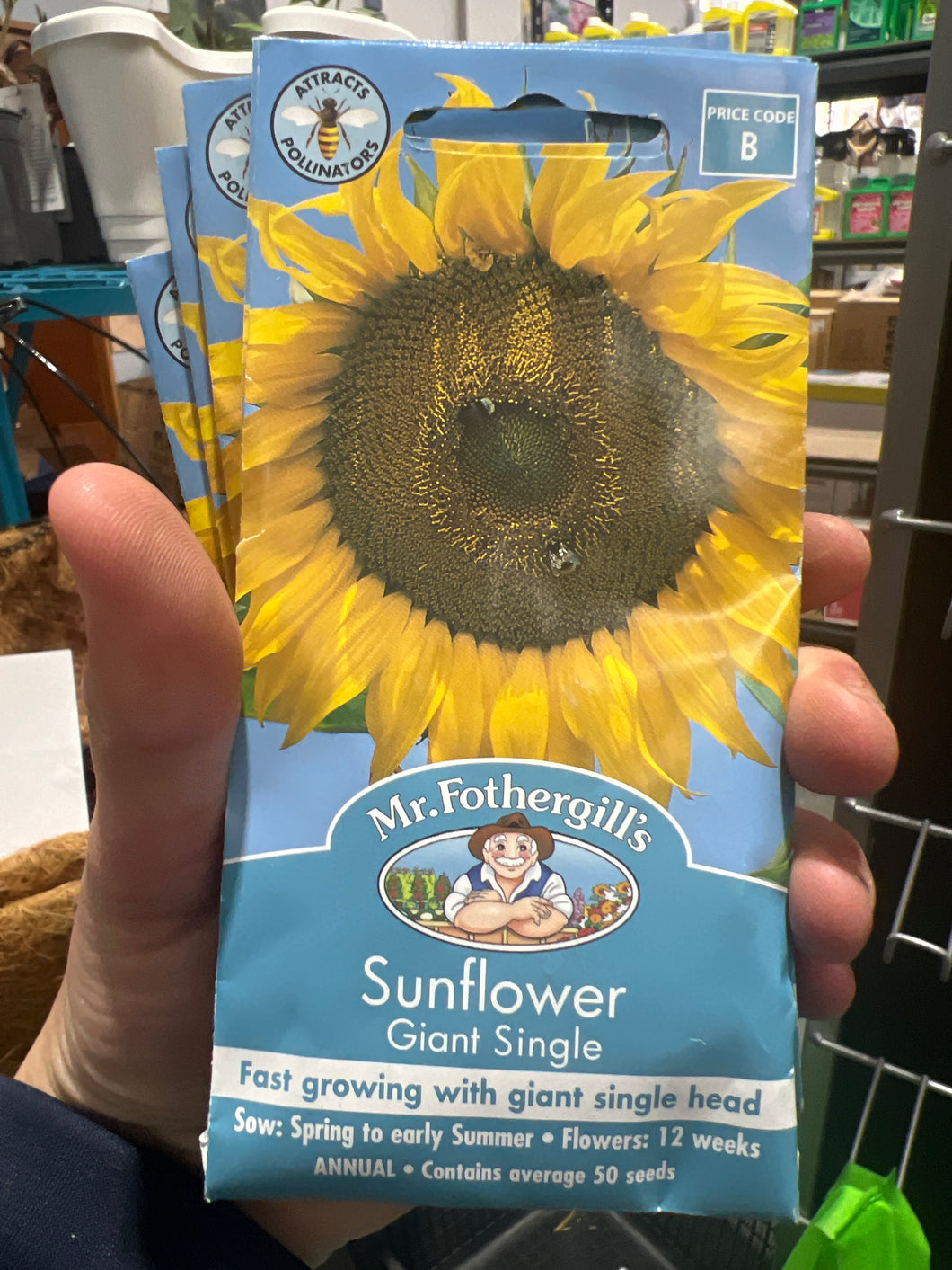 Sunflower