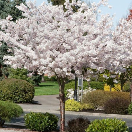 Flowering Cherry Shimidsu Sakura 1.2m