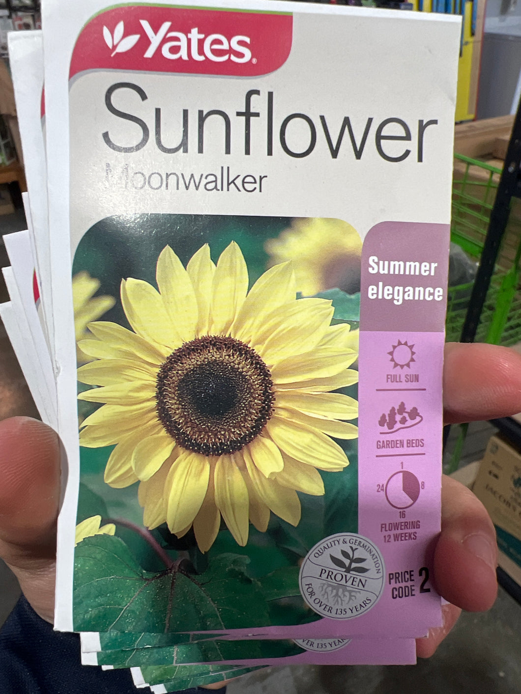 Sunflower