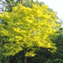 Load image into Gallery viewer, Sunburst &quot;Gleditsia&quot;
