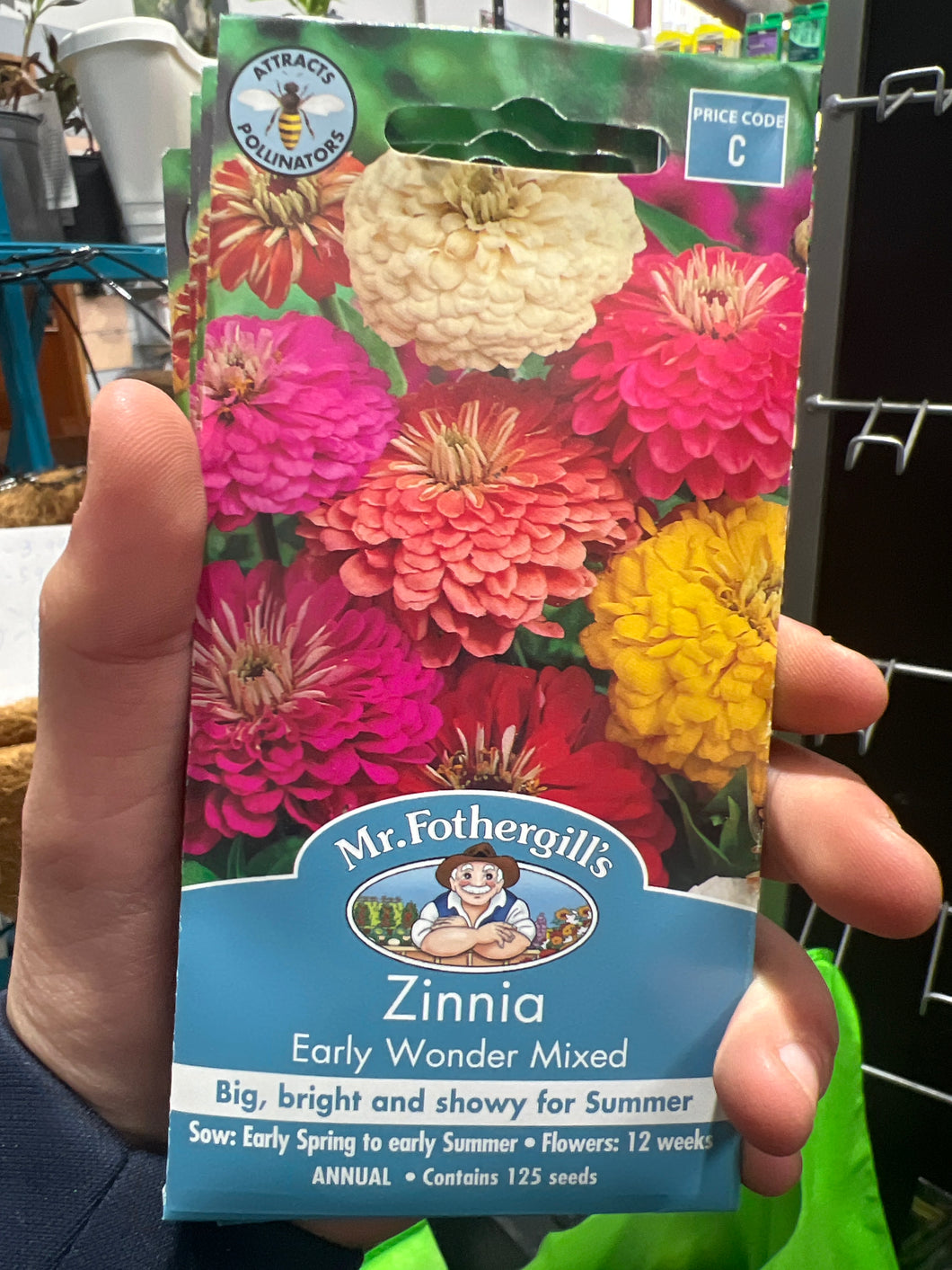Zinnia