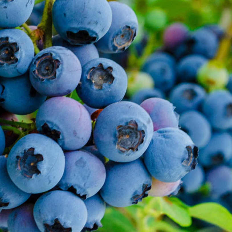 Blueberry Reka - Flourishing in Full Sun - Campbell's Garden Centre, Gore