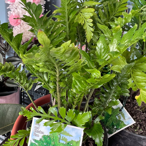 Asplenium Bulbiferum, the Hen & Chicken Fern, showcasing fresh green fronds in a graceful arch, perfect for outdoor or indoor spaces