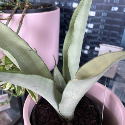 Sansevieria 'Moonshine' with silvery upward-pointing leaves, a celestial addition to your indoor décor