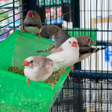 Load image into Gallery viewer, Zebra Finches for sale at $20 each, known for their cheerful demeanor. Explore our diverse selection and find the ideal avian companion for your home. Browse through our assortment of bird cages, toys, food, and accessories to provide the best care for your Zebra Finch

