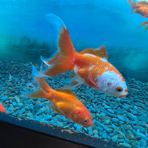 Explore the vibrant colors and distinctive features of Red Oranda Goldfish at Campbell's Garden Centre in Gore. Elevate your aquatic haven with these captivating companions. 🌈🐠 #RedOranda #AquaticElegance #CampbellsGardenCentre