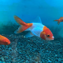 Load image into Gallery viewer, Explore the vibrant colors and distinctive features of Red Oranda Goldfish at Campbell&#39;s Garden Centre in Gore. Elevate your aquatic haven with these captivating companions. 🌈🐠 #RedOranda #AquaticElegance #CampbellsGardenCentre
