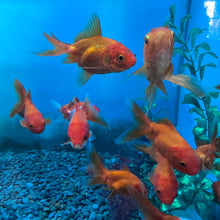 Load image into Gallery viewer, Explore the vibrant colors and distinctive features of Red Oranda Goldfish at Campbell&#39;s Garden Centre in Gore. Elevate your aquatic haven with these captivating companions. 🌈🐠 #RedOranda #AquaticElegance #CampbellsGardenCentre
