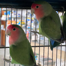 Load image into Gallery viewer, Love Birds
