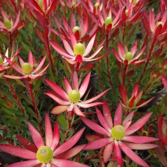 Leucadendron Starburst