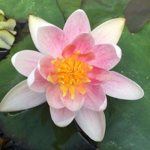 Load image into Gallery viewer, Water Lily MaryPatricia
