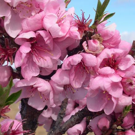Nectarine - Flavourzee (60cm Standard)
