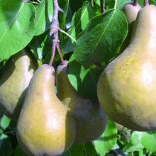 Load image into Gallery viewer, Pear Double - Taylors Gold/Beurre Bosc
