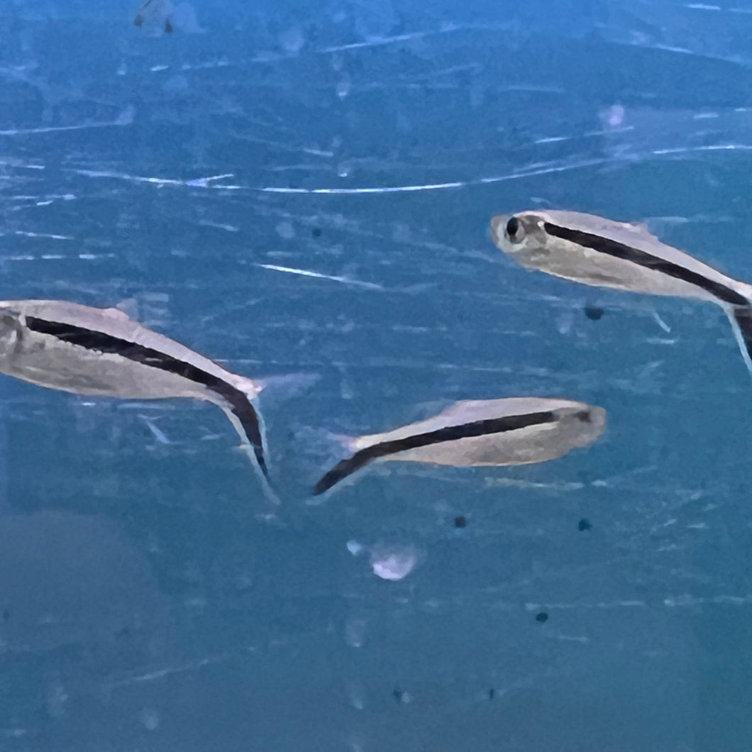 Tropical Fish - Penguin Tetra