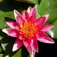 Load image into Gallery viewer, Water Lily Phoebus
