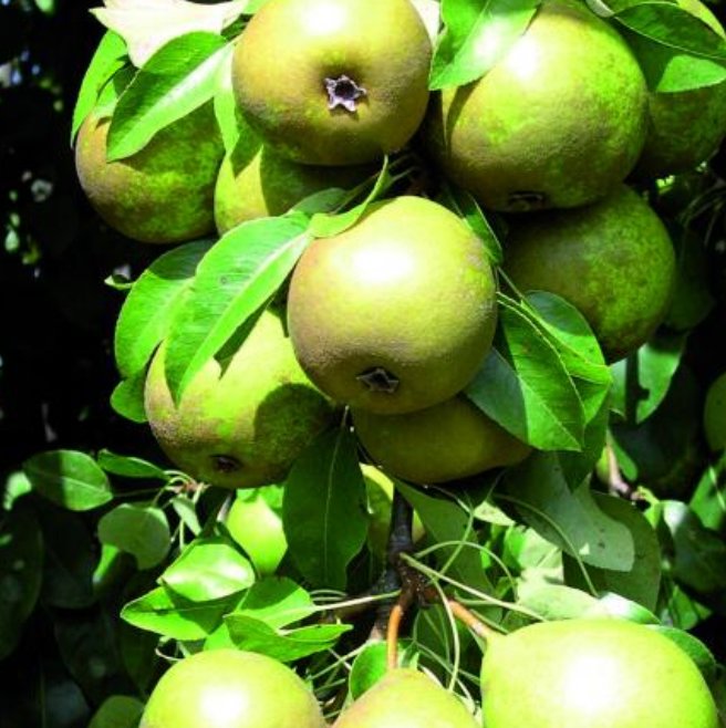 Pear Double - Taylors Gold/Winter Nellis