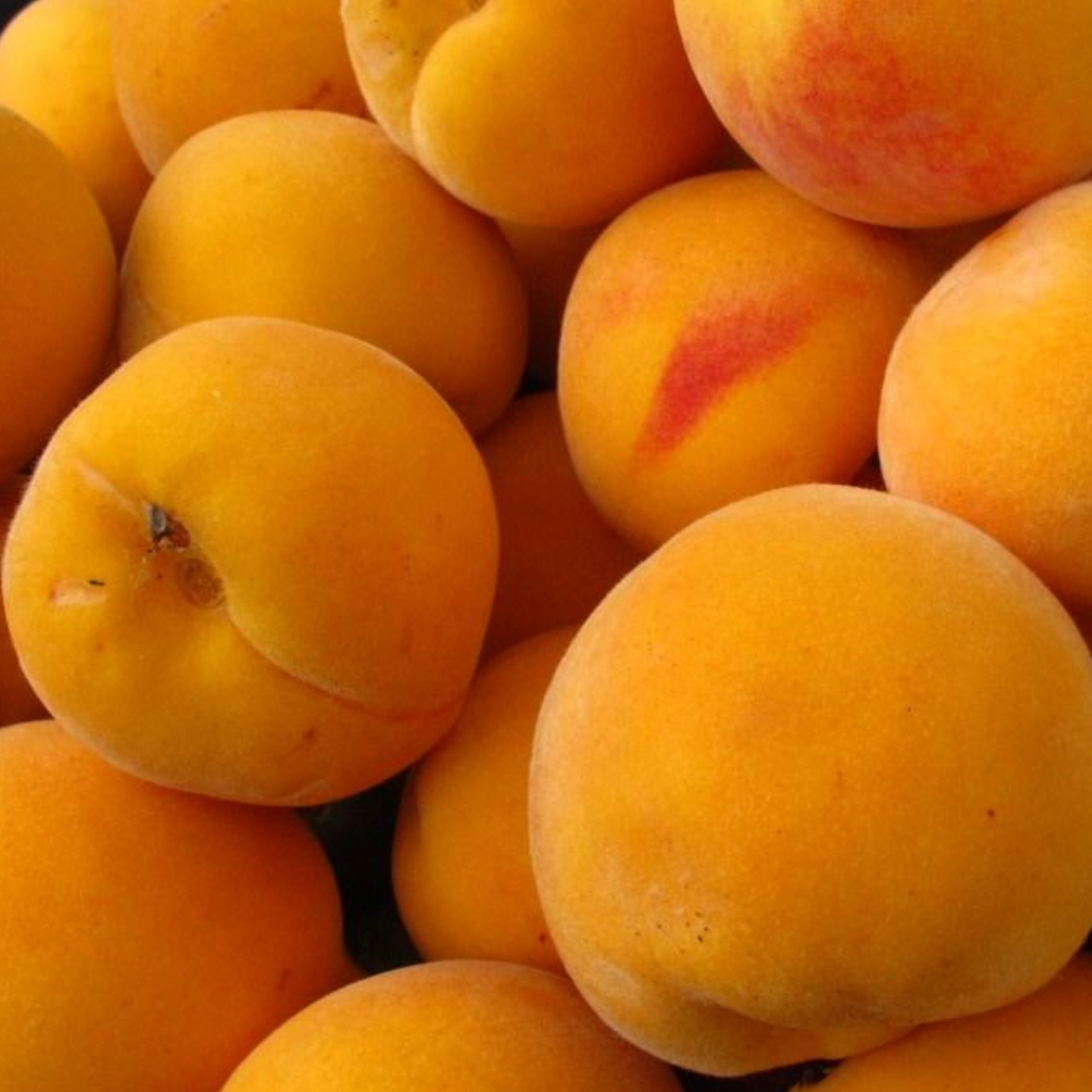 Golden Queen Peach