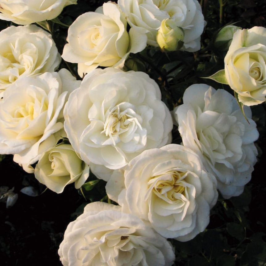 Rose - THE WEDDING ROSE (Floribundae)
