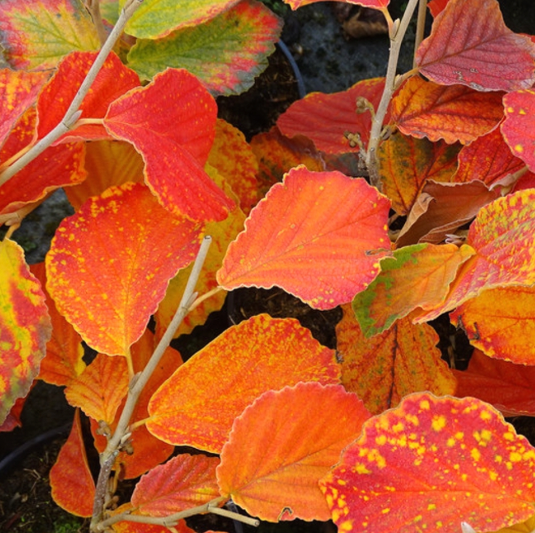 Hamamelis x intermedia ‘Jelena’ (Witch Hazel)