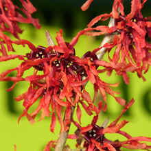 Load image into Gallery viewer, Hamamelis x intermedia ‘Jelena’ (Witch Hazel)
