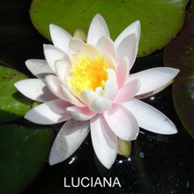 Load image into Gallery viewer, Water Lilys
