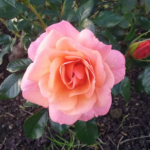 Rose - HAPPY BIRTHDAY (Floribundae)