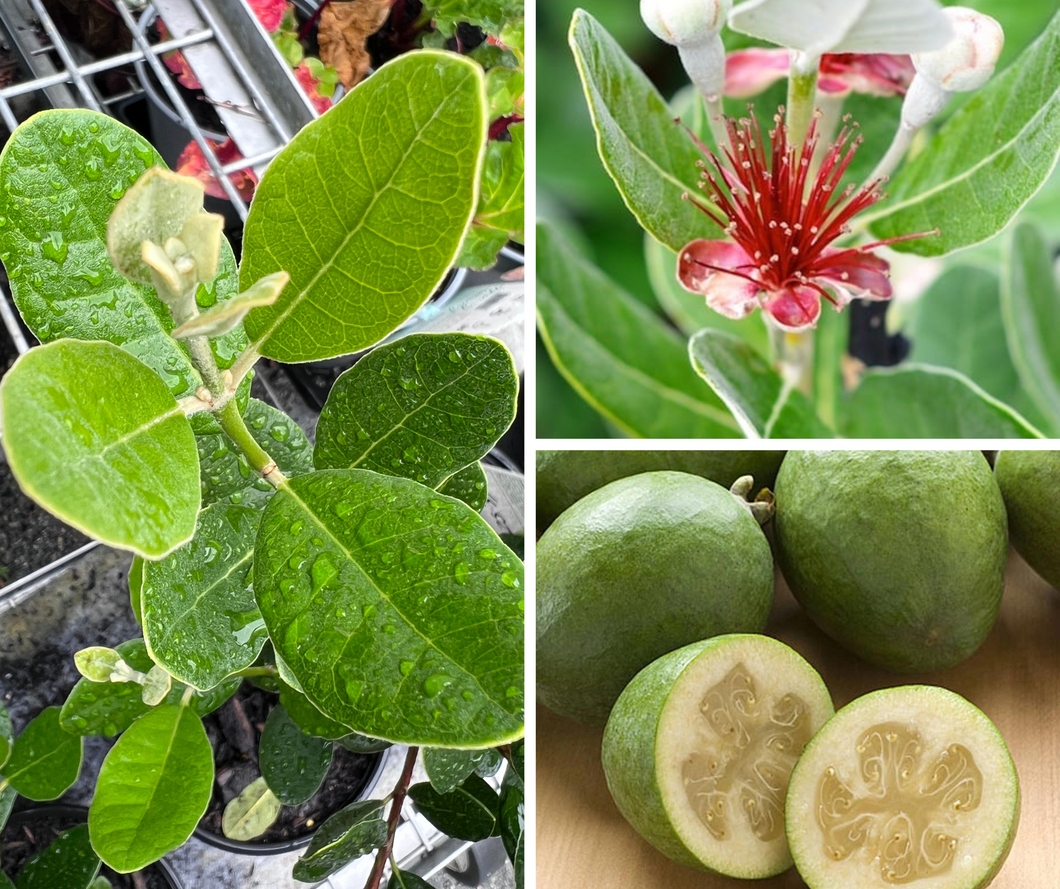 Feijoa 'Unique' - Evergreen tree with grey-green foliage and red Pohutukawa-like flowers. Delicious, medium-sized edible fruit. Perfect for gardens, hedges, or containers. Campbells Garden Centre, Gore