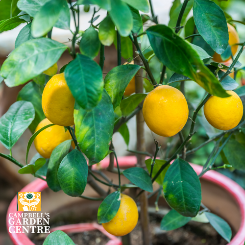 Lemon Mini Me – Dwarf Citrus Marvel for Your Garden | High in Vitamin C