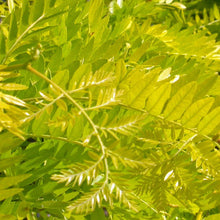 Load image into Gallery viewer, Sunburst &quot;Gleditsia&quot;
