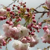 Load image into Gallery viewer, Flowering Cherry Shimidsu Sakura 1.2m
