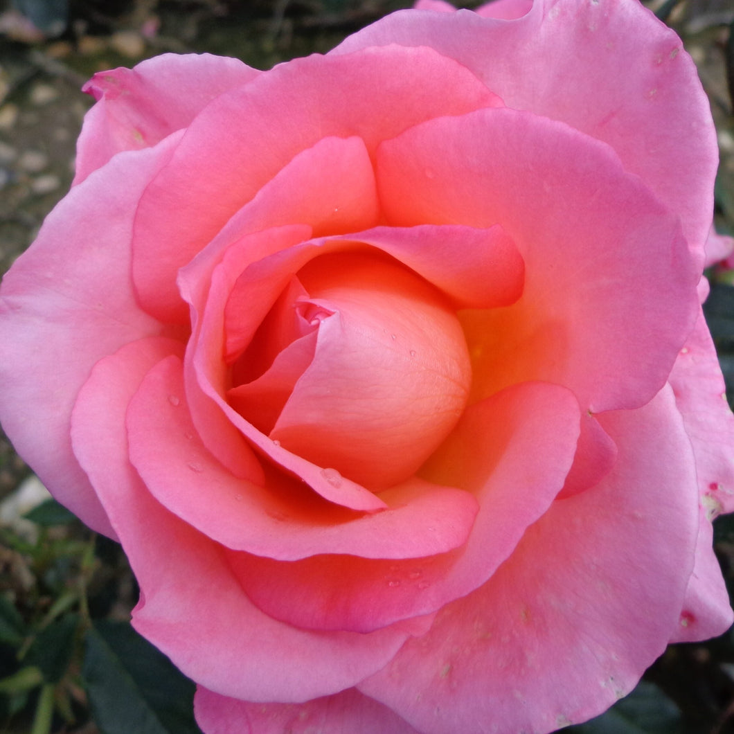 Rose - LOVELY LADY (Hybrid Tea)