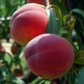 Peach - Rose Chiffon (Standard)