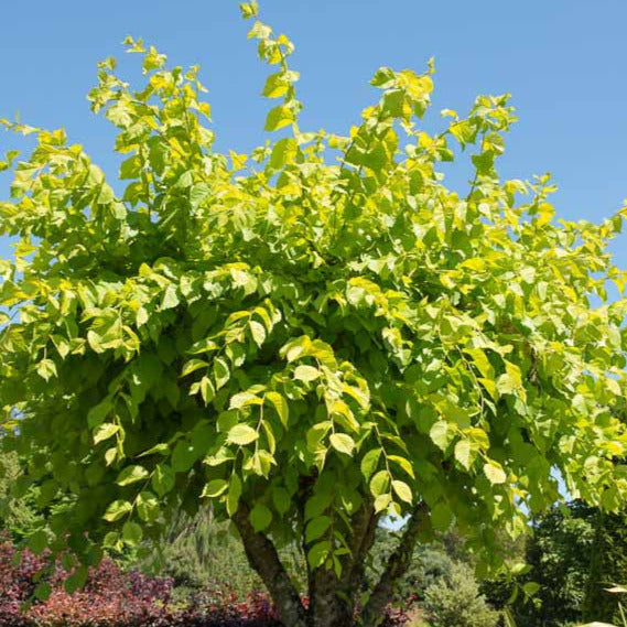 Ulmus Glabra 