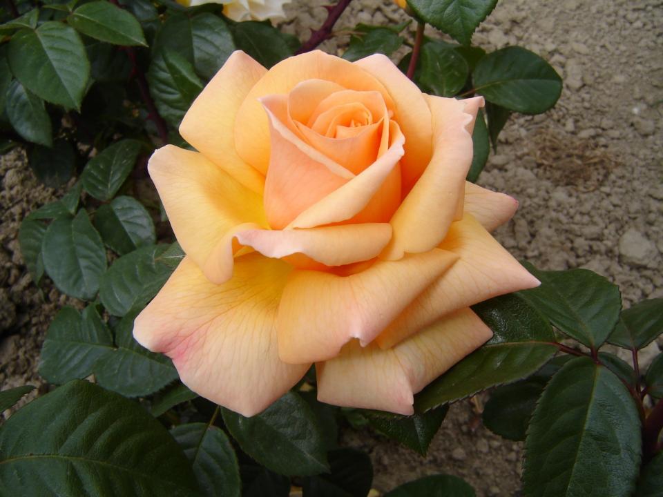 Rose - SWEET PERFUME (Floribunda)