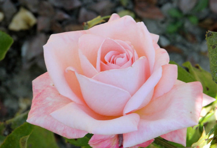Rose - AOTEAROA (Hybrid Tea)