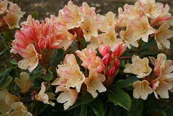 Rhododendron - Buna