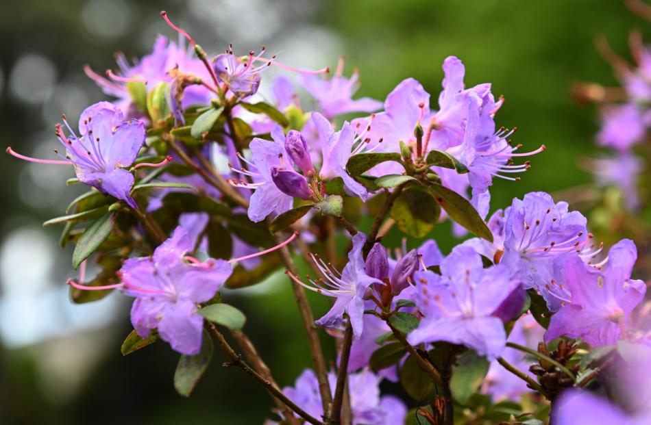 Rhododendron - Glenfalloch Blue