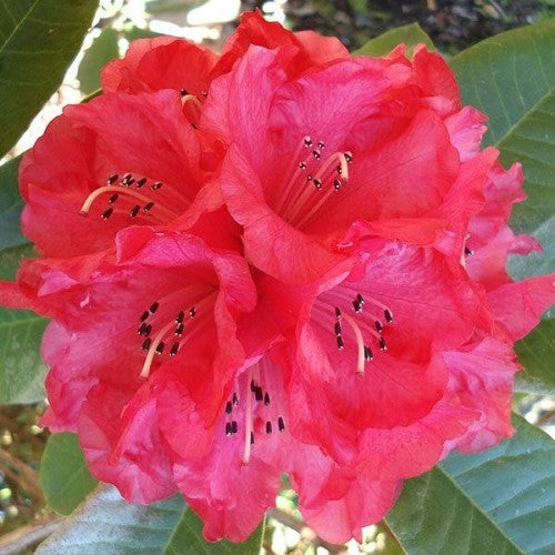 Rhododendron - Huntington